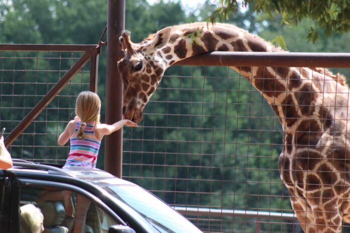 노스캐롤라이나 Lazy 5 Ranch 동물 사파리