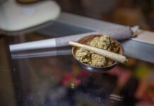 노스캐롤라이나 대마초 합법화 추진, 이대로 괜찮을까?