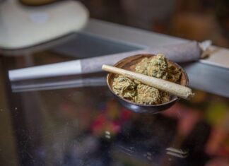 노스캐롤라이나 대마초 합법화 추진, 이대로 괜찮을까?