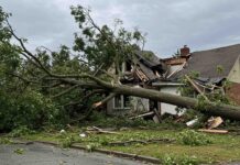 노스캐롤라이나 자연재해로 쓰러진 나무, 누가 책임지고 비용을 지불할까?