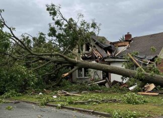 노스캐롤라이나 자연재해로 쓰러진 나무, 누가 책임지고 비용을 지불할까?
