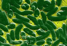 노스캐롤라이나 해변 ‘살 파먹는 박테리아’ 감염 사례 폭증