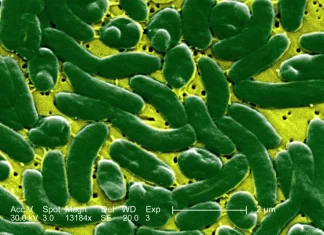 노스캐롤라이나 해변 ‘살 파먹는 박테리아’ 감염 사례 폭증
