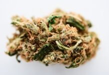 마리화나, 여성 난자 손상과 불임 가능성 연구결과 발표