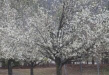 노스캐롤라이나 알레르기 시즌 41일 연장, 기후변화 영향으로 한인 주민들도 주의 필요 노스캐롤라이나 봄철 꽃가루와 알레르기 시즌 연장을 보여주는 이미지