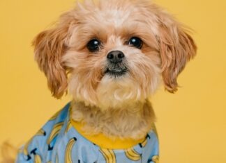 노스캐롤라이나 서비스견 펜디, 미국 최고의 펫 콘테스트 결선 진출 white and brown long coated small dog wearing blue and white polka dot shirt