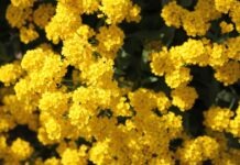 NC 봄철 꽃가루 알레르기, 이렇게 대처하세요 노스캐롤라이나 봄철 꽃가루 알레르기 대처 방법 가이드