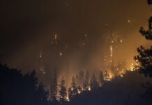 노스캐롤라이나 산불 사고, 토지 소유자 사망 — 안전한 화전 정리법 trees on fire