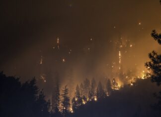 노스캐롤라이나 산불 사고, 토지 소유자 사망 — 안전한 화전 정리법 trees on fire