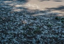 노스캐롤라이나 봄철 알레르기 시즌, 의료기관 환자 급증 White fluffy seeds scattered on the ground