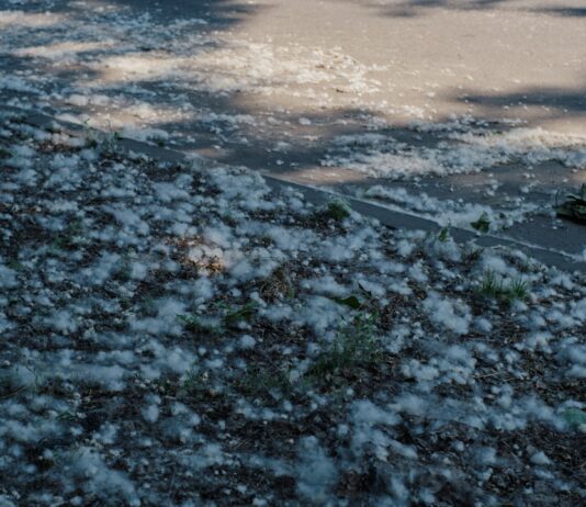 노스캐롤라이나 봄철 알레르기 시즌, 의료기관 환자 급증 White fluffy seeds scattered on the ground