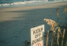 노스캐롤라이나 해안에 대형 백상아리 2마리 출현, 해변 안전 주의사항 노스캐롤라이나 해안에서 발견된 백상아리와 해변 안전 주의사항