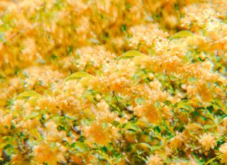 노스캐롤라이나 ‘폴리닝’ 시즌 시작 노스캐롤라이나 꽃가루로 덮인 자동차와 도로 풍경