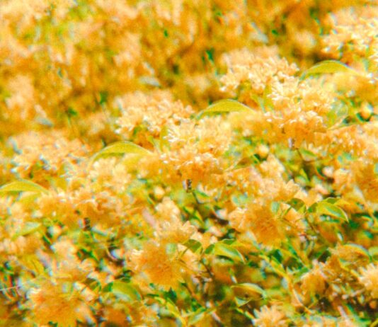 노스캐롤라이나 ‘폴리닝’ 시즌 시작 노스캐롤라이나 꽃가루로 덮인 자동차와 도로 풍경