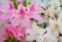 노스캐롤라이나 아잘레아 페스티벌, 이달 윌밍턴에서 개최 a bunch of pink and white flowers in a vase