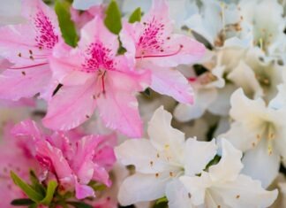 노스캐롤라이나 아잘레아 페스티벌, 이달 윌밍턴에서 개최 a bunch of pink and white flowers in a vase