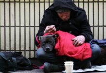 노스캐롤라이나 노숙자 캠핑 금지법, 주지사 거부권 행사한 이유는 dog on top of person's lap while sitting on ground at daytime