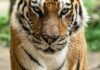 동물원 아시아 전시관 개장 확정, 2027년 3월 1일 말레이호랑이를 만납니다 Bengal tiger