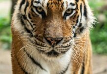 동물원 아시아 전시관 개장 확정, 2027년 3월 1일 말레이호랑이를 만납니다 Bengal tiger