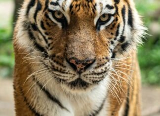 동물원 아시아 전시관 개장 확정, 2027년 3월 1일 말레이호랑이를 만납니다 Bengal tiger
